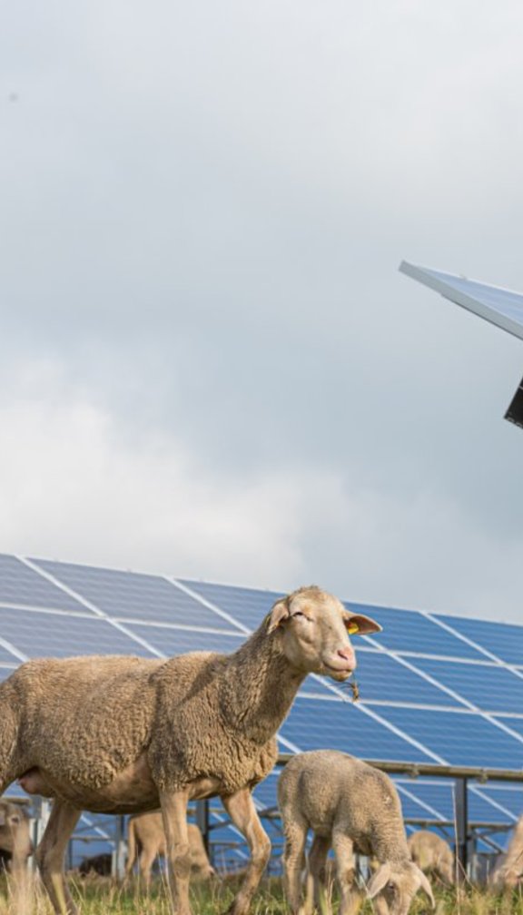 sheep solar