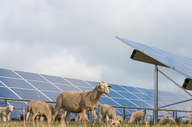 sheep solar